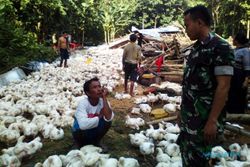 BENCANA SRAGEN : Kandang Ambruk, 2.500 Ekor Ayam Mati