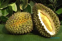Ini 5 Daerah Penghasil Durian Terbanyak di Jateng pada Tahun 2022