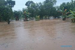 BANJIR BOYOLALI : Terendam Air, 5 Hektare Tanaman Padi Andong Gagal Panen