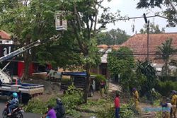 FOTO PENGHUJAN 2017 : Pohon Rimbun di Semarang Dipangkas