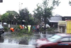 ANGIN KENCANG KARANGANYAR : Lisus Tumbangkan Pohon di Jl. Adisucipto Colomadu