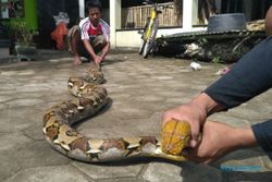 SATWA LIAR : Ular Sanca Ditemukan, Ini Saran Pemerhati Reptil