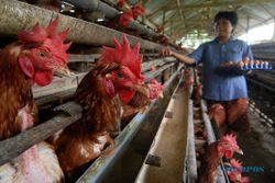 Pensiun Dini Ayam, Antara Solusi dan Biang Kerok Mahalnya Harga Telur
