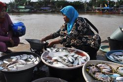 FOTO PERIKANAN KENDAL : Harga Ikan di TPI Tawang 2 Kaki Lipat