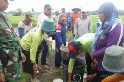 PERTANIAN PONOROGO : Berantas Wereng, Petani Bungkal Lakukan Penyemprotan Serentak