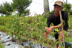 PERTANIAN BANTUL : Terus Dirundung Malang, Giliran Lahan Tomat Diserang Ulat