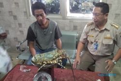 PENYELUNDUPAN HEWAN SEMARANG : Pengiriman Lobster Bertelur via Bandara Ahmad Yani Digagalkan