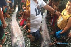 KISAH MISTERI : Kemunculan Ikan Aneh Ini Jadi Penanda Gempa Filipina?