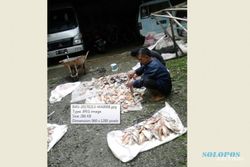 PENCEMARAN PONOROGO : Air Telaga Ngebel Tercemar Belerang, Puluhan Ribu Ikan Mati