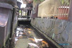 KISAH UNIK : Inilah Warga Klaten yang Sulap Selokan Jadi Rumah Koi, Hasil Jualan Ikan Capai Rp25 Juta