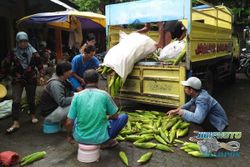 Musim Hujan, Penjualan Jagung Lesu