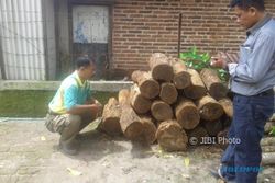 PENCURIAN PONOROGO : Curi Pohon di Hutan Sawoo, Pria Ini Ditangkap Polisi
