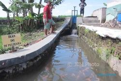 KISAH INSPIRATIF : 9 Pemuda Sidowayah Tiru Warga Pluneng Sulap Selokan Jadi Kolam Ikan Koi