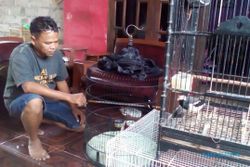 PENCURIAN KLATEN : Aksi Pencuri Burung Murai Batu di Ngawen Terekam Kamera CCTV