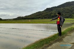 PERTANIAN BANTUL : Petani Bawang Merah Pasrah Lahan Terendam Banjir