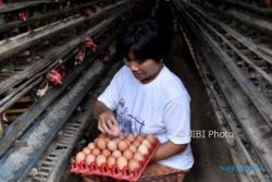 Duh! Harga Ayam Hidup Anjlok Lagi, Peternak Jateng-DIY Rugi Rp7.000 per Kg