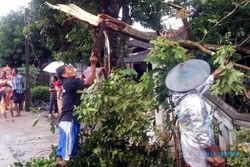 ANGIN KENCANG SRAGEN : Puting Beliung Rusak 60 Rumah dan Tumbangkan 200 Pohon
