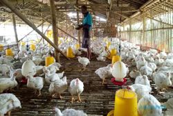 Pakan Unggas Naik, Belasan Peternak Ayam di Jateng Gulung Tikar