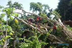 BENCANA PONOROGO : Beringin Berusia 30 Tahun Tumbang Lalu Timpa 2 Rumah di Bungkal