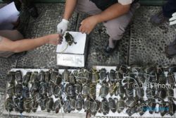 Puluhan Ekor Kepiting Bakau Gagal Diselundupkan