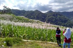 WISATA KULONPROGO : Ladang Tebu Girimulyo, Spot Foto Dadakan Yang Memikat