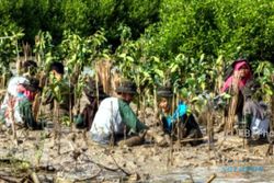 HARI BUMI : Sentuh Bumi dengan Hati, 400 Pemuda Tanam Mangrove di Semarang