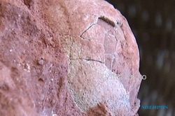 HASIL PENELITIAN : 5 Telur Dinosaurus Berusia 70 Juta Tahun Ditemukan