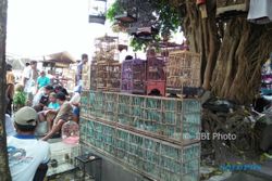 Pasar Kotagede, Pasar Legendaris untuk Pecinta Burung