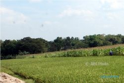 Sebulan, 60 Hektare Sawah di Sleman Hilang