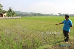 PERTANIAN KLATEN : 50 Hektare Sawah Diserang Wereng, Petani di Wiro Rugi Rp1 Miliar