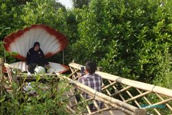 Wisata Mangrove di Kulonprogo Ini Dikunjungi Ribuan Orang