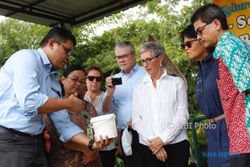 Gubernur Victoria Kunjungi Penelitian Nyamuk Aedes Aegypti Ber-Wolbachia di Jogja