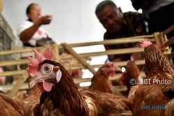 FOTO HARGA KEBUTUHAN POKOK : Harga Ayam Potong Ambarawa Naik