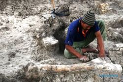 FOTO CAGAR BUDAYA GROBOGAN : Ekskavasi Fosil Stegodon Dilakukan Petani