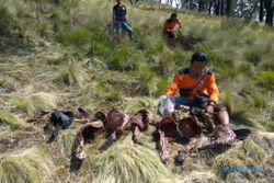 Sukarelawan Cetho Karanganyar Temukan Bangkai 8 Rusa Korban Pembantaian