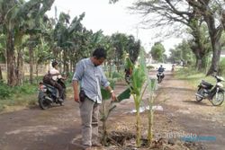 INFRASTRUKTUR SRAGEN : Warga Tanam Pohon Pisang di Jalan Tanon-Bendo