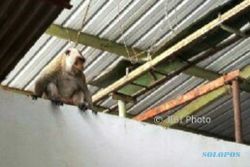 SATWA LIAR SALATIGA : Monyet Masuk Pabrik, Netizen Duga Imbas Jalan Tol