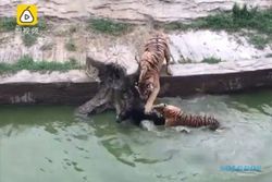 Adegan Harimau Terkam Mangsa Jadi Tontonan Pengunjung Kebun Binatang