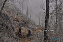 FOTO WISATA JATENG : Hutan Putih di Dieng Nan Memesona