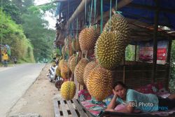 WISATA PONOROGO : Hore! Besok Pesta 1.000 Durian Gratis di Kantor Pertanian Ngebel