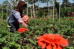 FOTO PERKEBUNAN JATENG : Bunga Hebras Dipanen di Bandungan