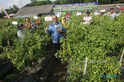 Bank Indonesia Turut Berperan Meningkatkan Produksi Cabai