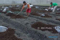 FOTO PERTANIAN JATENG : Pupuk Organik di Grobogan Bersubsidi