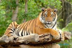 Demi Uang, Anak Tega Biarkan Orang Tua Dimakan Harimau Bengal