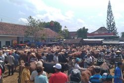 IDULADHA 2017 : Harga Sapi Jawa di Klaten Turun, Sapi Metal Naik Tipis
