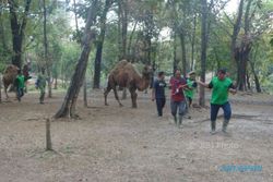 WISATA SOLO : TSTJ Dapat Tambahan Sepasang Unta Berpunuk Satu dari Taman Safari