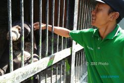 WISATA MADIUN : Ada Singa dan Kukang, Taman Umbul Madiun Miliki 100 Satwa