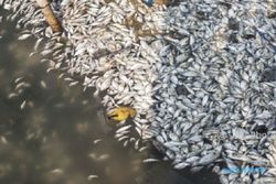 LINGKUNGAN HIDUP JATENG : Ribuan Ikan Sungai Sambong Batang Mati