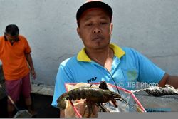 Foto LP Ambarawa Hasilkan Lobster