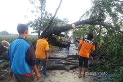 ANGIN KENCANG KLATEN : Belasan Pohon di Trucuk Tumbang Disapu Angin